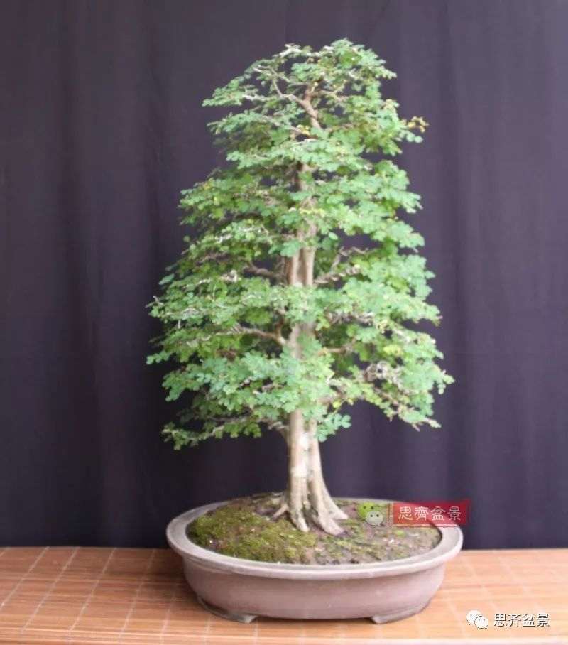 直干下山桩怎么制作盆景的方法