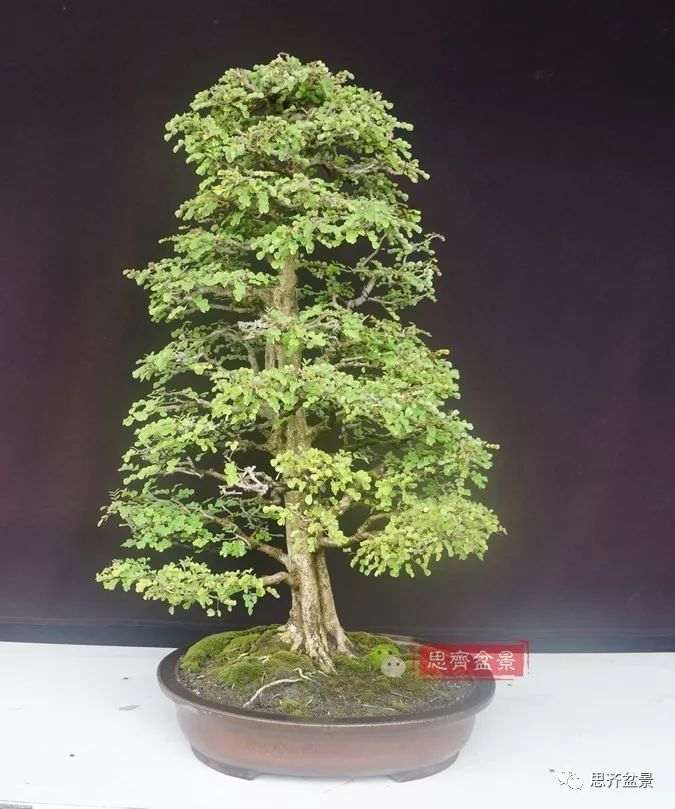 图解 直干下山桩怎么制作盆景的方法