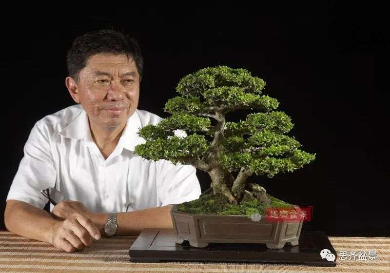 图解 直干下山桩怎么制作盆景的方法