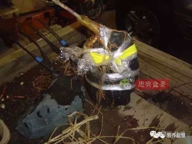 图解 怎么制作三角枫附石盆景的方法