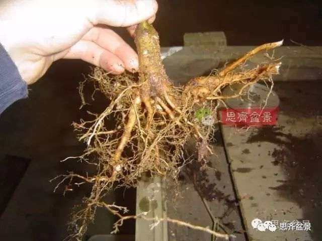 图解 怎么制作三角枫附石盆景的方法