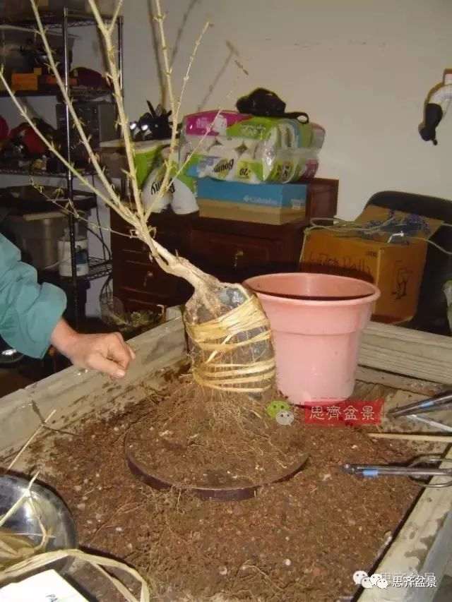 图解 怎么制作三角枫附石盆景的方法