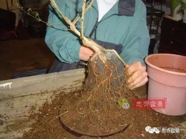 图解 怎么制作三角枫附石盆景的方法