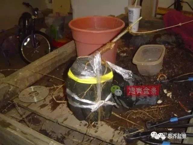 图解 怎么制作三角枫附石盆景的方法