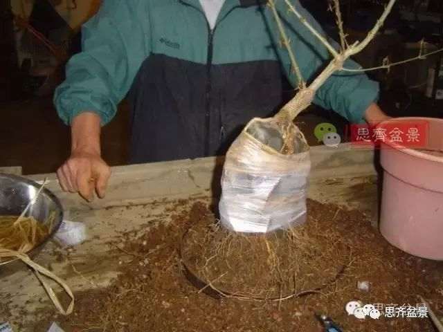 图解 怎么制作三角枫附石盆景的方法