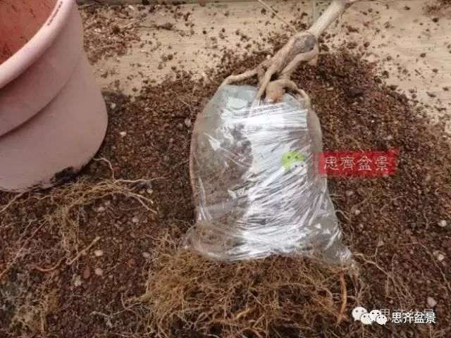 图解 怎么制作三角枫附石盆景的方法