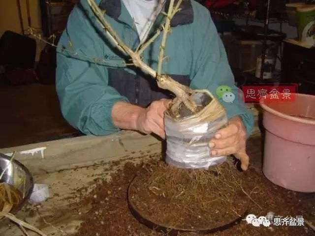 图解 怎么制作三角枫附石盆景的方法