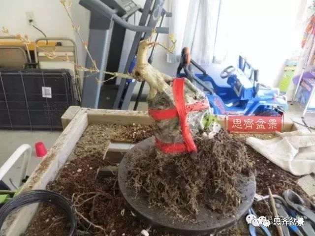 图解 怎么制作三角枫附石盆景的方法