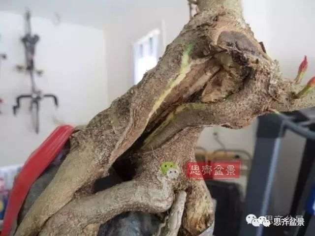 图解 怎么制作三角枫附石盆景的方法