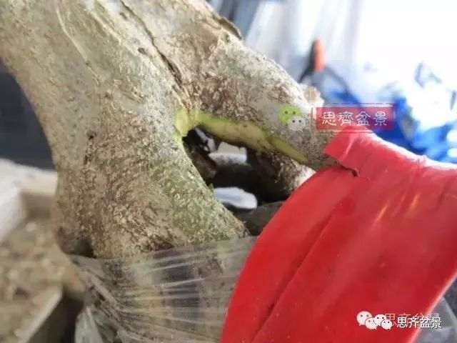 图解 怎么制作三角枫附石盆景的方法