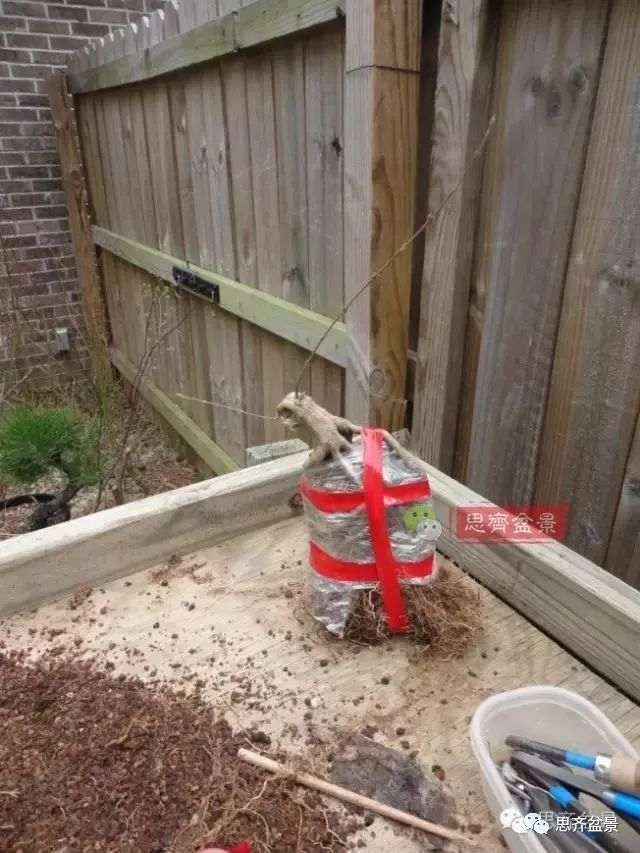 图解 怎么制作三角枫附石盆景的方法