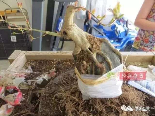 图解 怎么制作三角枫附石盆景的方法