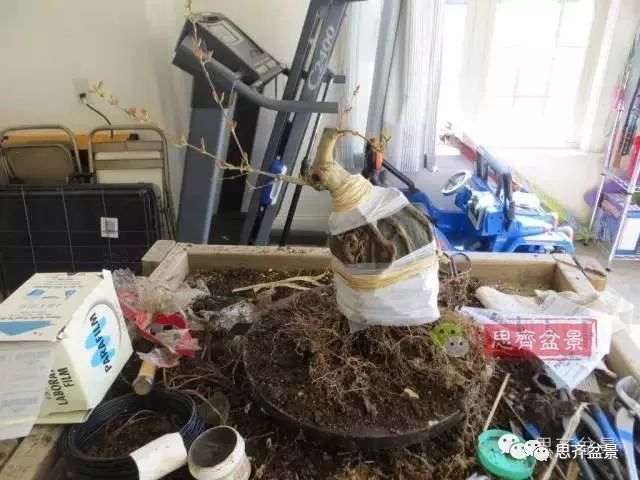 图解 怎么制作三角枫附石盆景的方法