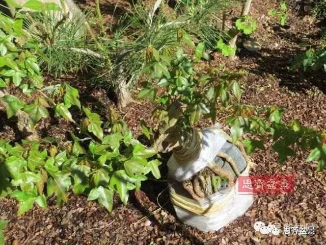 图解 怎么制作三角枫附石盆景的方法