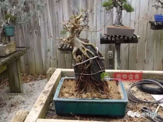 图解 怎么制作三角枫附石盆景的方法