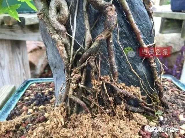 图解 怎么制作三角枫附石盆景的方法