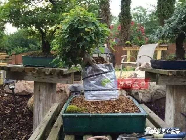 图解 怎么制作三角枫附石盆景的方法