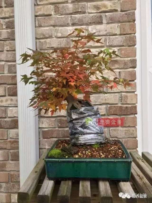 图解 怎么制作三角枫附石盆景的方法