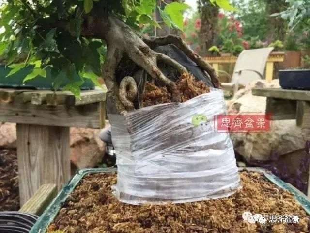 图解 怎么制作三角枫附石盆景的方法