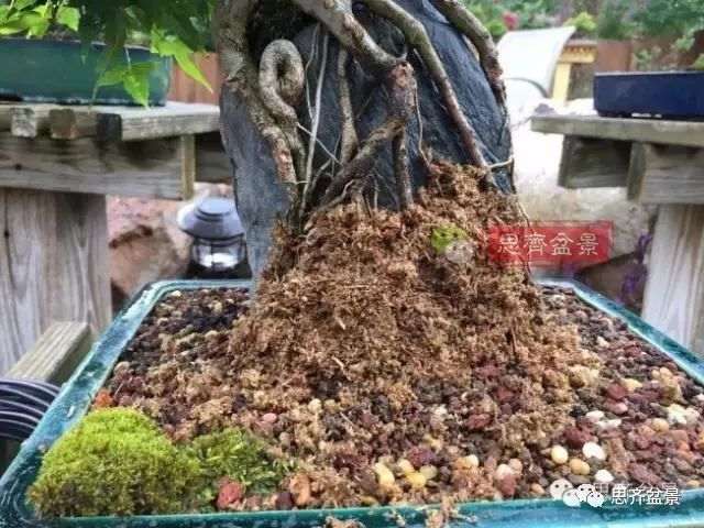 图解 怎么制作三角枫附石盆景的方法