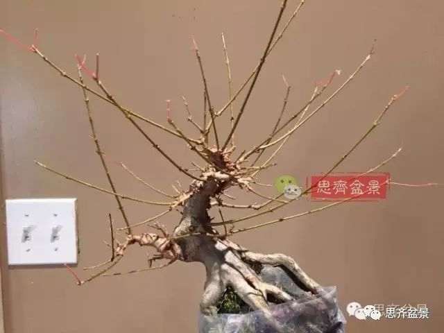图解 怎么制作三角枫附石盆景的方法