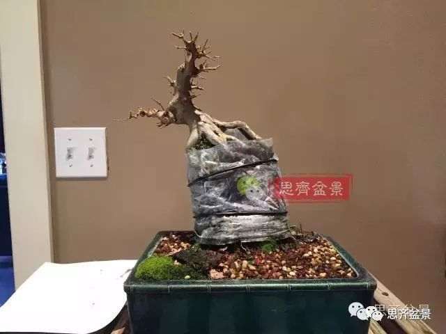 图解 怎么制作三角枫附石盆景的方法
