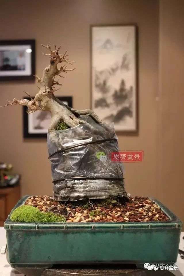 图解 怎么制作三角枫附石盆景的方法