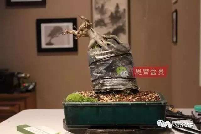 图解 怎么制作三角枫附石盆景的方法