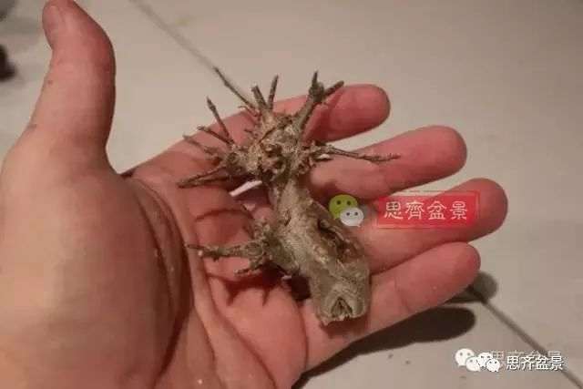 图解 怎么制作三角枫附石盆景的方法