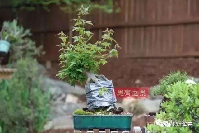 图解 怎么制作三角枫附石盆景的方法