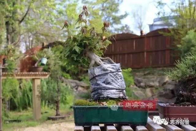 图解 怎么制作三角枫附石盆景的方法