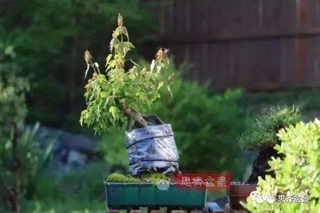 图解 怎么制作三角枫附石盆景的方法