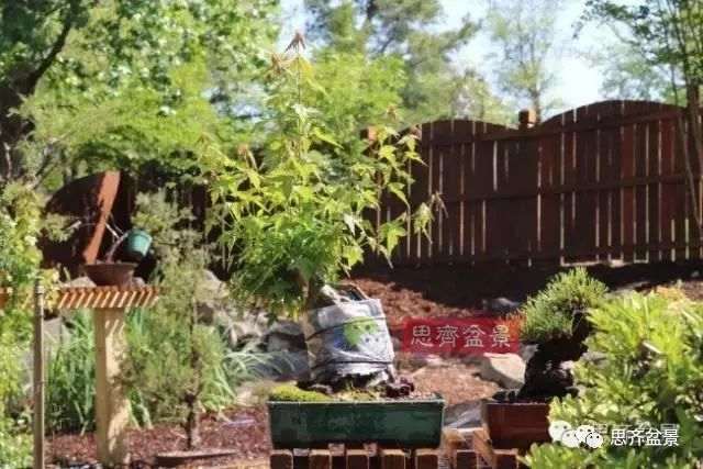 图解 怎么制作三角枫附石盆景的方法