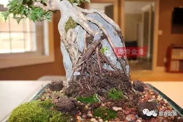 图解 怎么制作三角枫附石盆景的方法