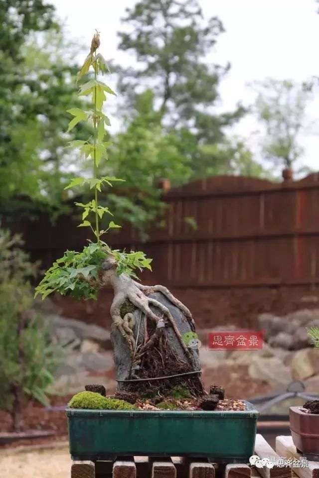 图解 怎么制作三角枫附石盆景的方法