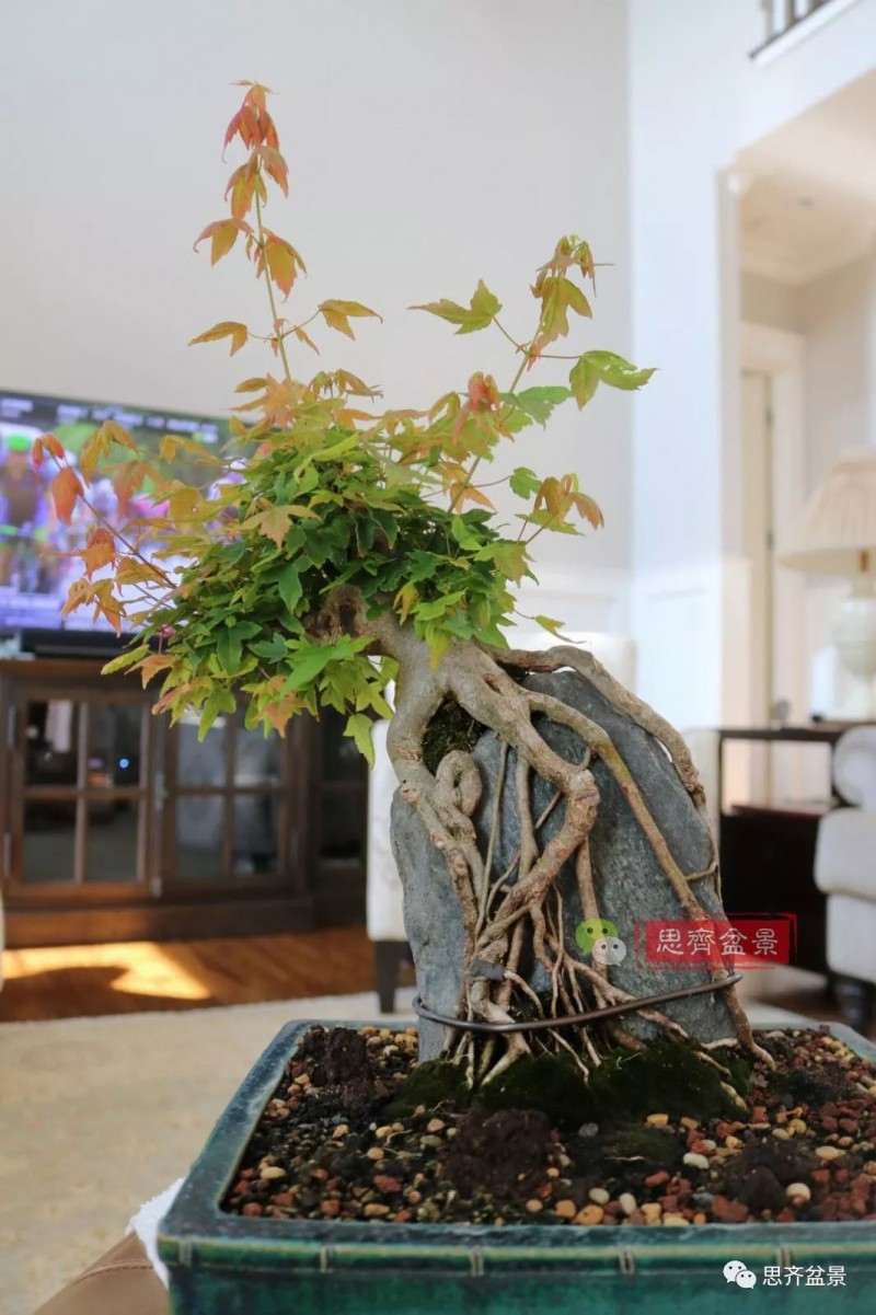 图解 怎么制作三角枫附石盆景的方法