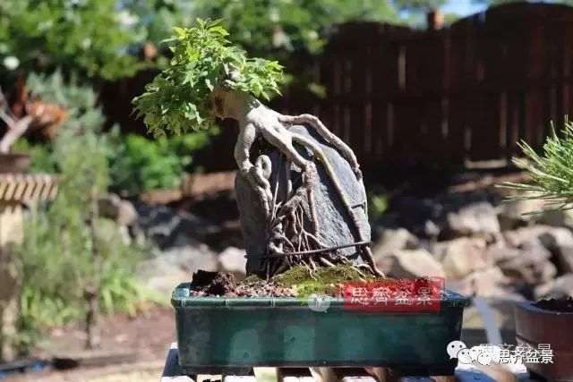 图解 怎么制作三角枫附石盆景的方法