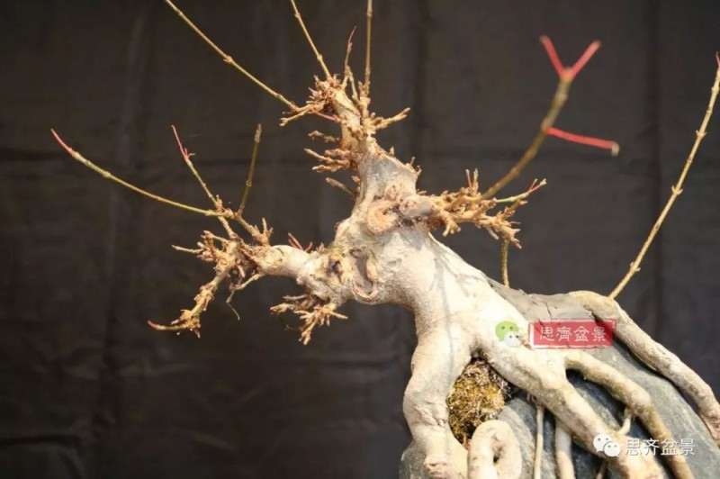 图解 怎么制作三角枫附石盆景的方法