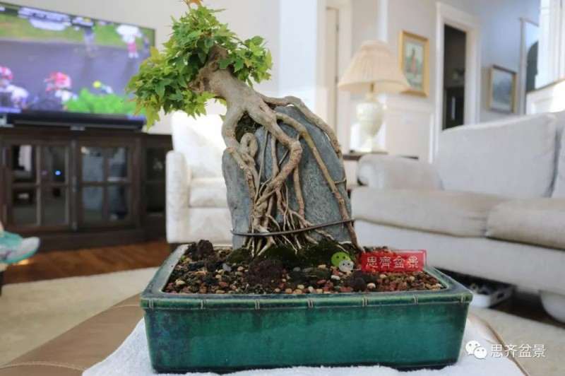 图解 怎么制作三角枫附石盆景的方法