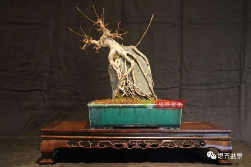 图解 怎么制作三角枫附石盆景的方法