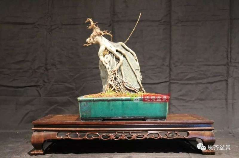 图解 怎么制作三角枫附石盆景的方法