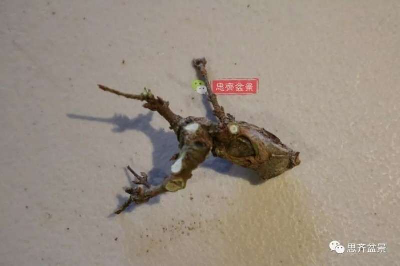 图解 怎么制作三角枫附石盆景的方法