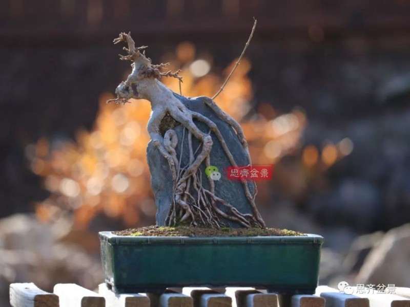 图解 怎么制作三角枫附石盆景的方法