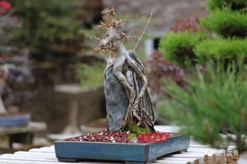 图解 怎么制作三角枫附石盆景的方法