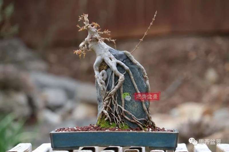 图解 怎么制作三角枫附石盆景的方法