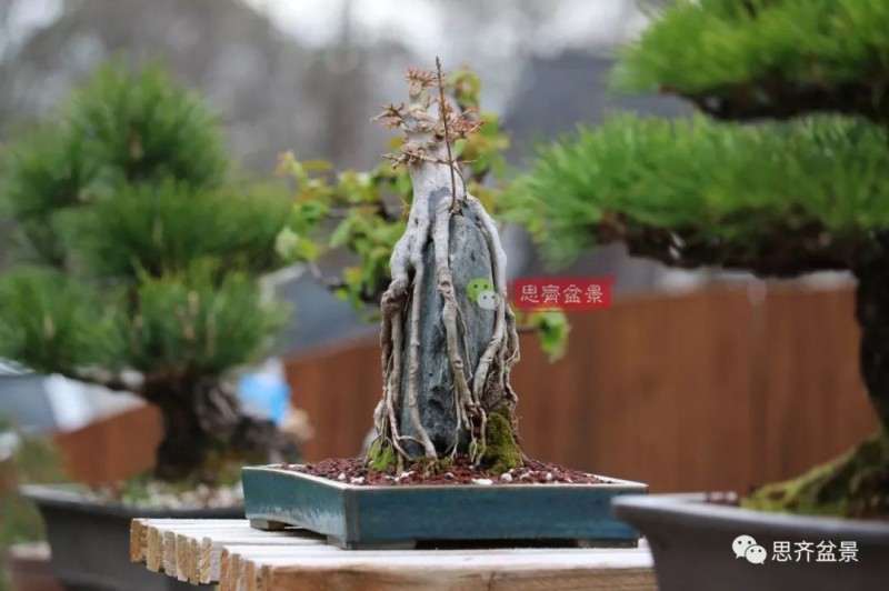 图解 怎么制作三角枫附石盆景的方法