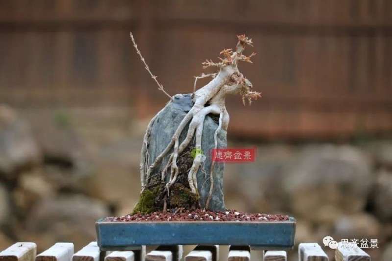 图解 怎么制作三角枫附石盆景的方法