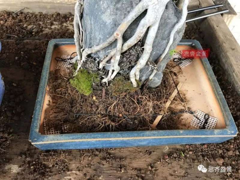 图解 怎么制作三角枫附石盆景的方法