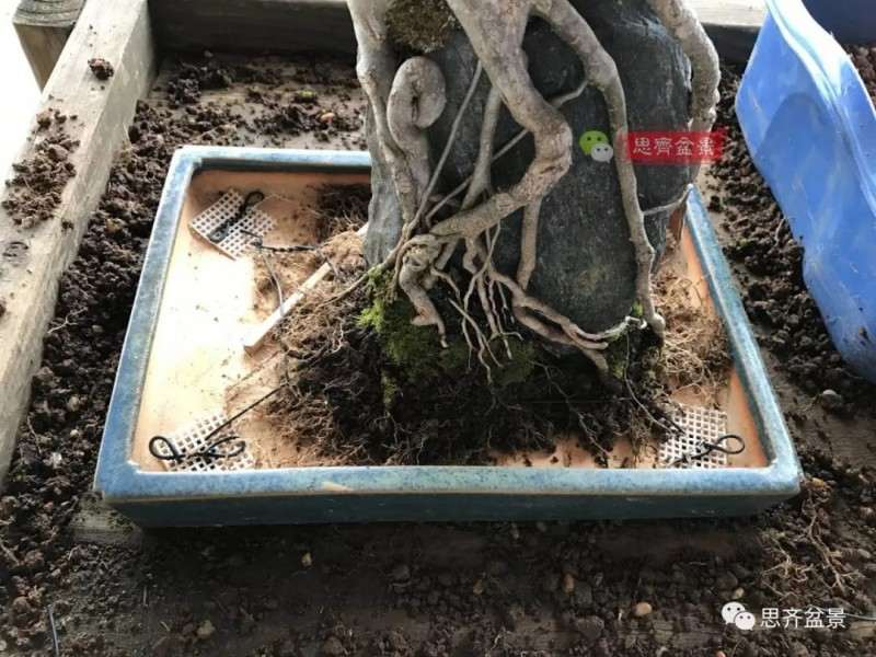 图解 怎么制作三角枫附石盆景的方法