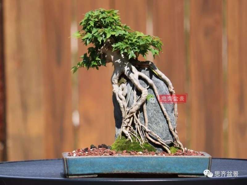 图解 怎么制作三角枫附石盆景的方法